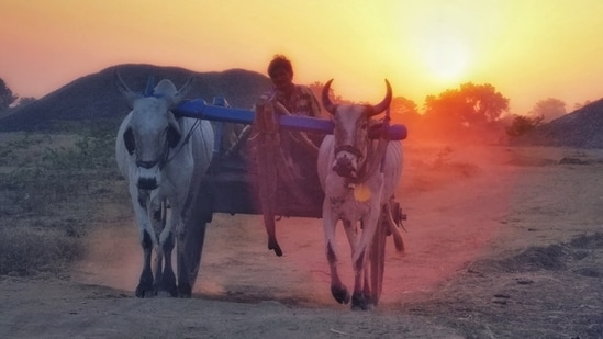 Bullocks are pushed to their maximum speed with painfully sharp rods and pointed sticks.