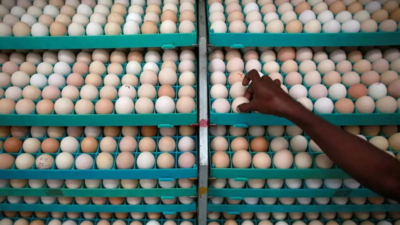 A large shipment of Indian eggs, worth at least Rs 15 crore, is currently stranded due to the restrictions, said PV Senthil, an egg exporter from Namakkal. Oman stops eggs import, hits Tamil Nadu poultry industry