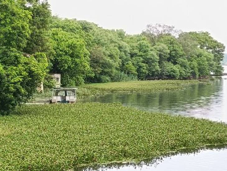 चांदपाठा झील में जलकुंभी की वजह से नौका विहार बंद है। पर्यटकों की संख्या भी घट गई।