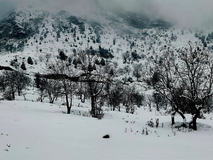 जम्मू-कश्मीर के ऊपरी इलाकों शुक्रवार को ताजा बर्फबारी के दौरान गुरेज घाटी में पेड़ बर्फ से ढक गए। - Dainik Bhaskar