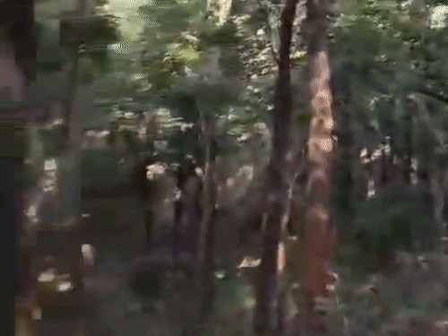बस्तर के अबूझमाड़ में 27 नक्सलियों के एनकाउंटर का LIVE VIDEO सामने आया है, जिसमें गोलियों की आवाज सुनाई दे रही है।