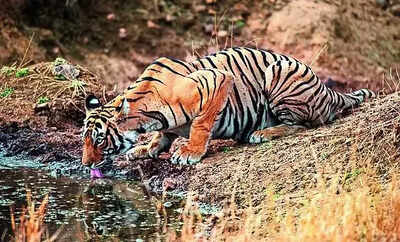 Adivasis say Project Tiger and tourism are displacing them from their ancestral land