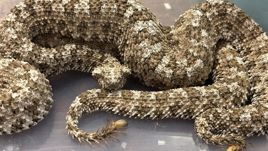 Three Spider-tailed horned vipers, which are highly venomous, were also seized. (X/@mumbaicus3) Three Spider-tailed horned vipers, which are highly venomous, were also seized. (X/@mumbaicus3)